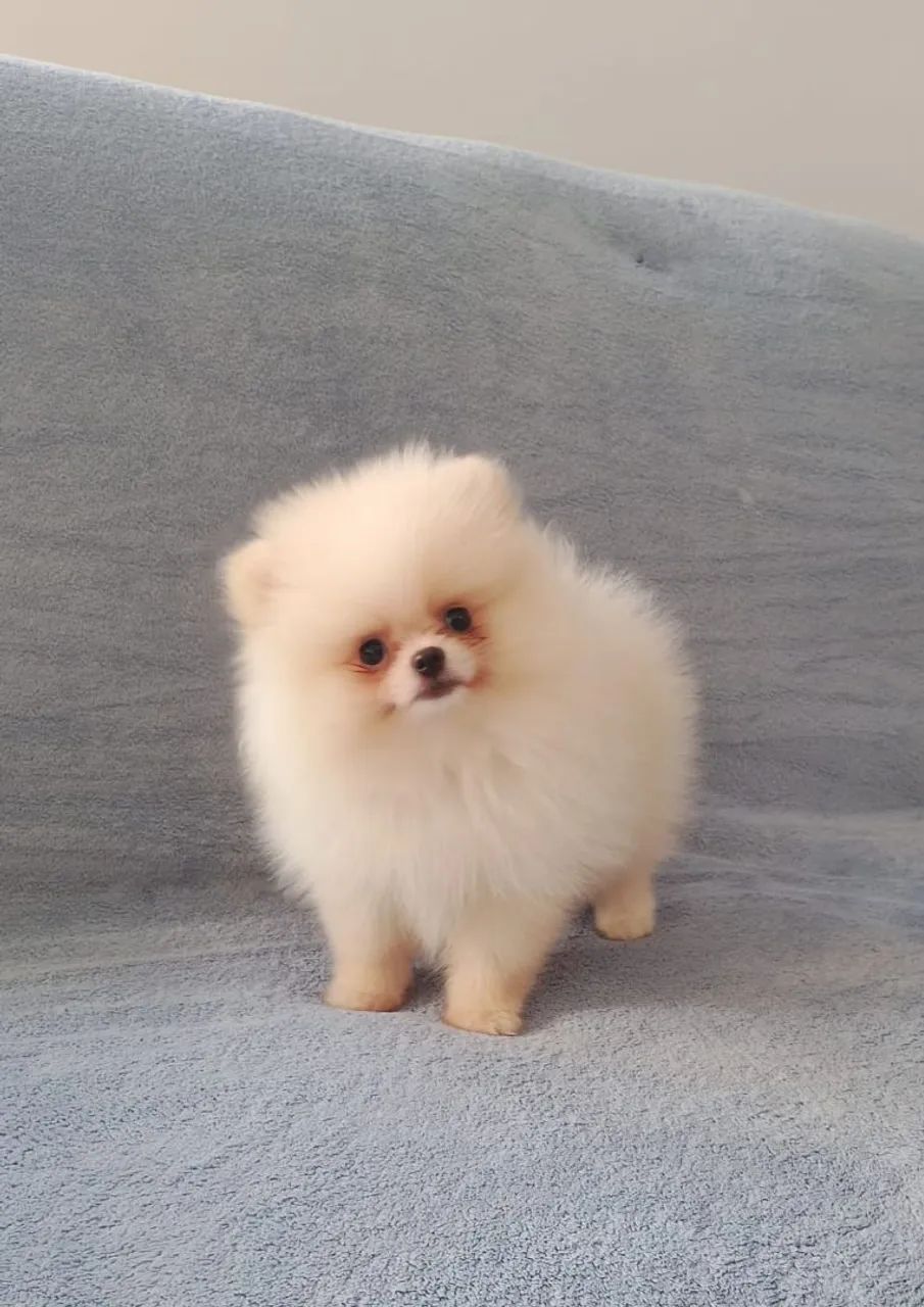 Spitz Alemão creme macho  - Foto 4