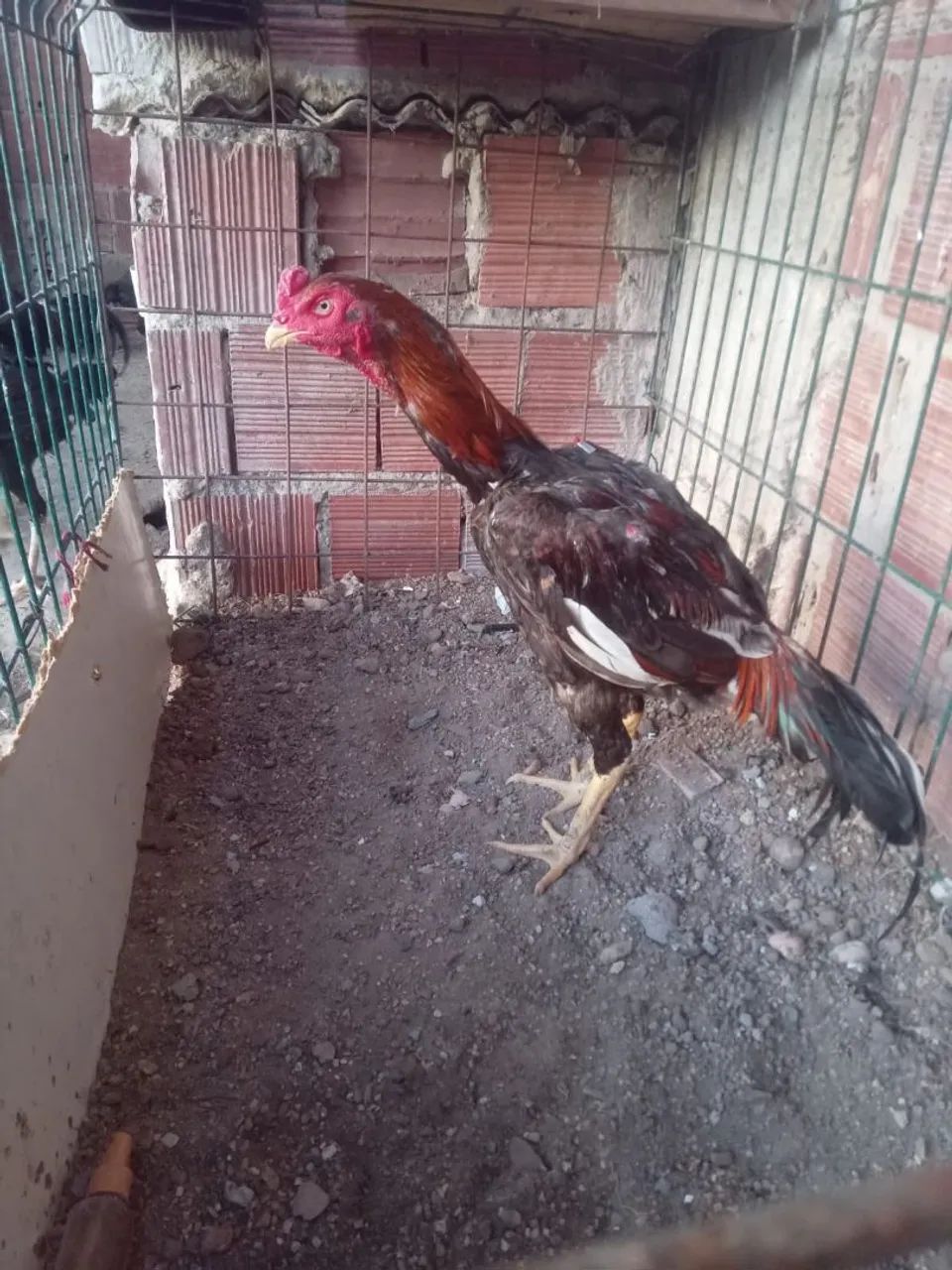 Frango indiano