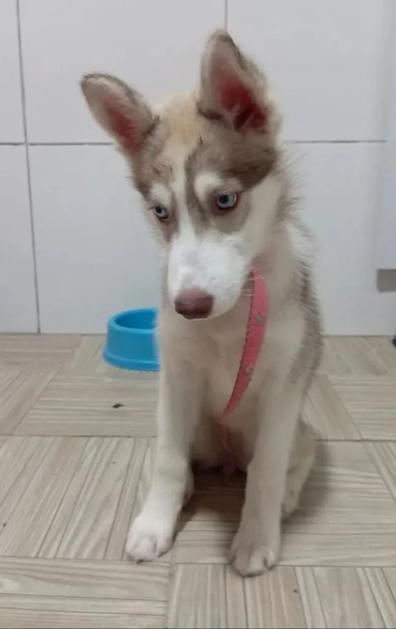 Husky Siberiano Fêmea