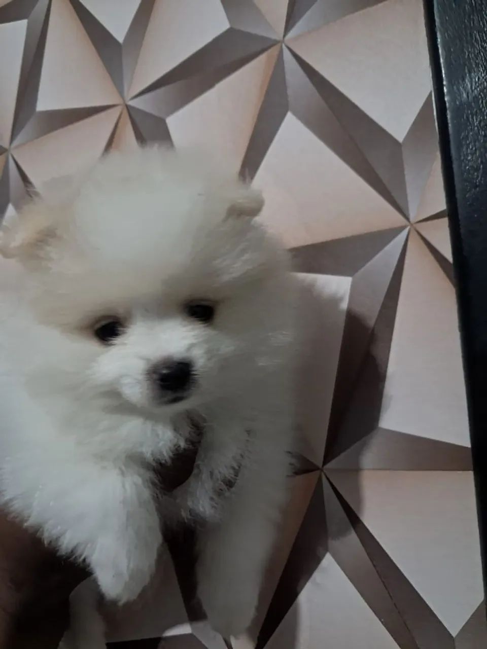 Lulu da Pomerânia macho  - Foto 3