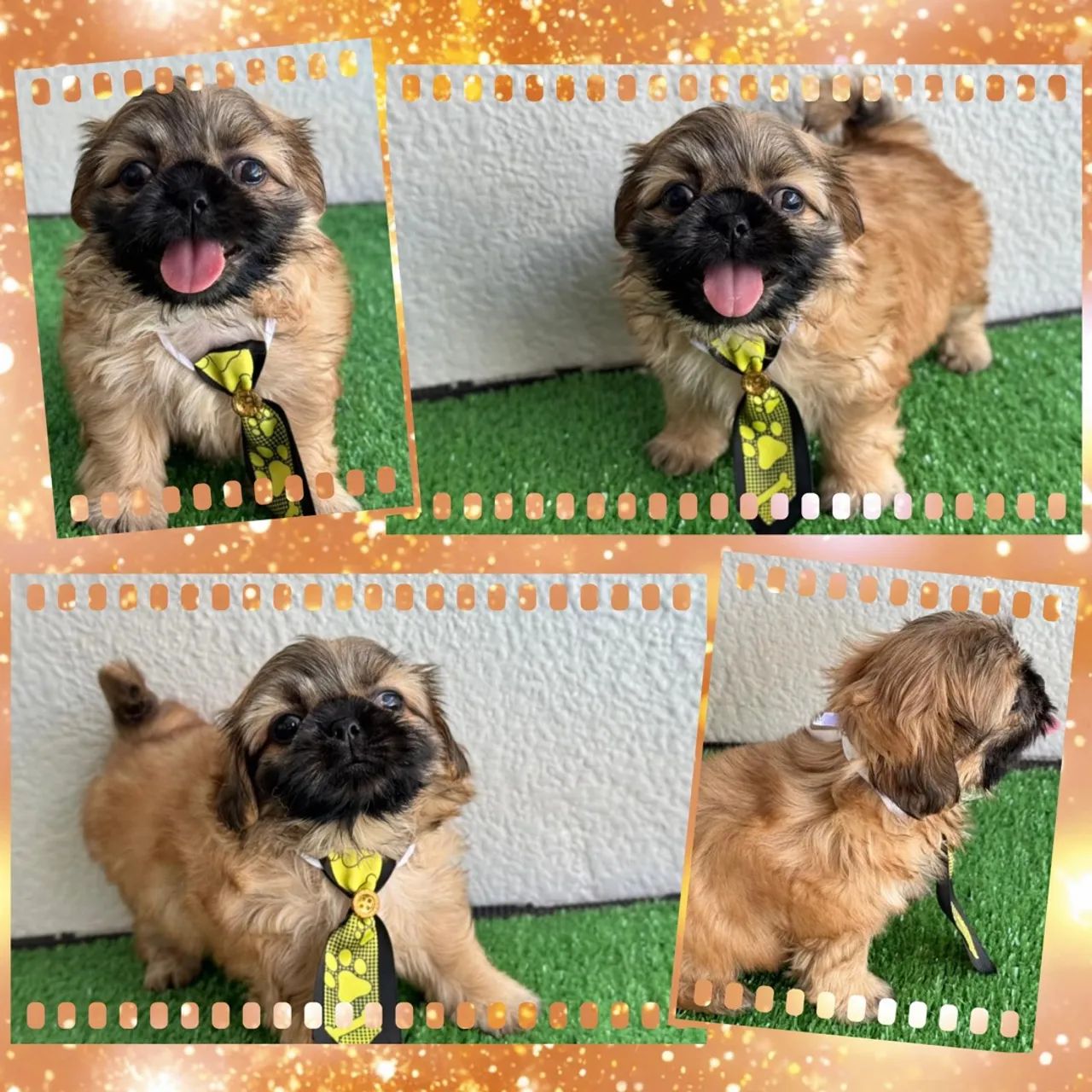 Shihtzu feminhas e machinhos !!! - Foto 4
