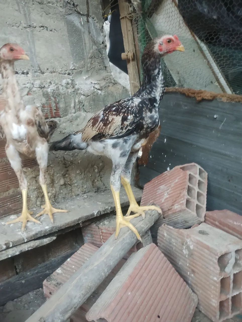 Vendo casal de índio gigante raça pura de Goiás  - Foto 2