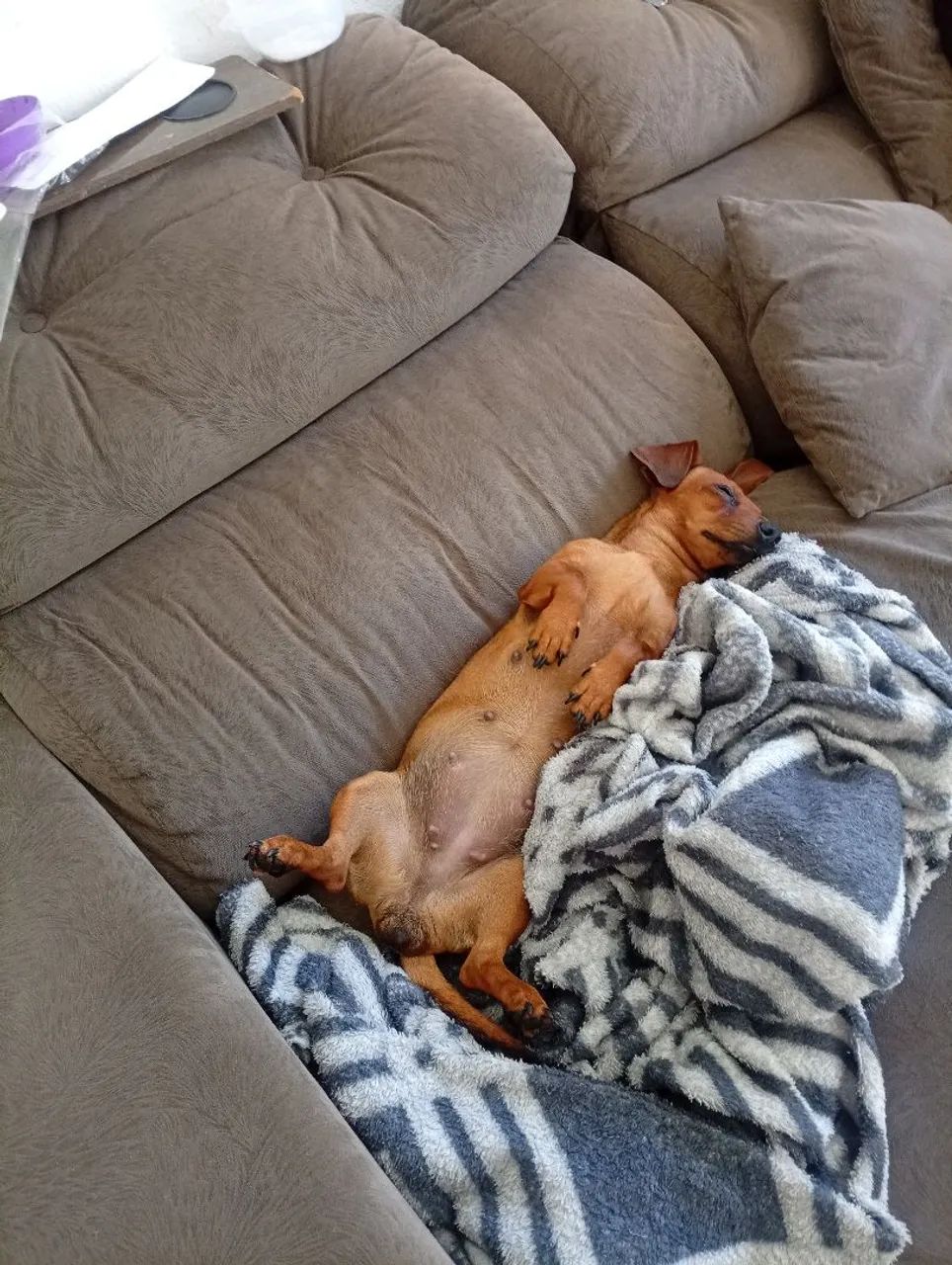 dachshund - Foto 3
