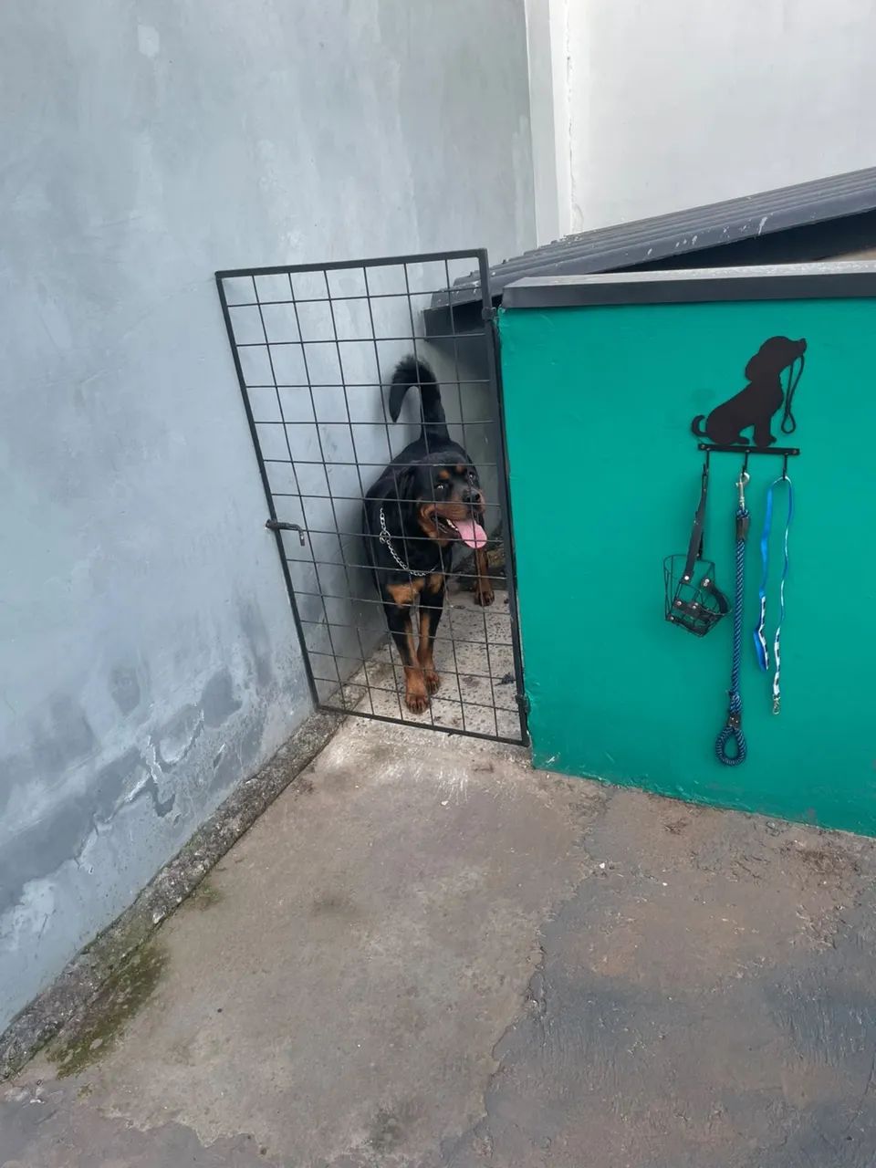 Rottweiler - Foto 2