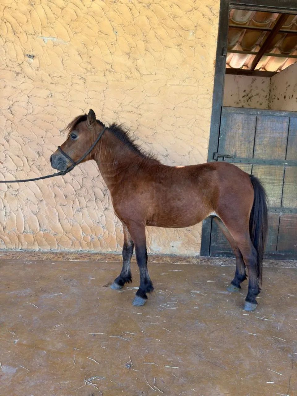 Vendo pônei novo macho 