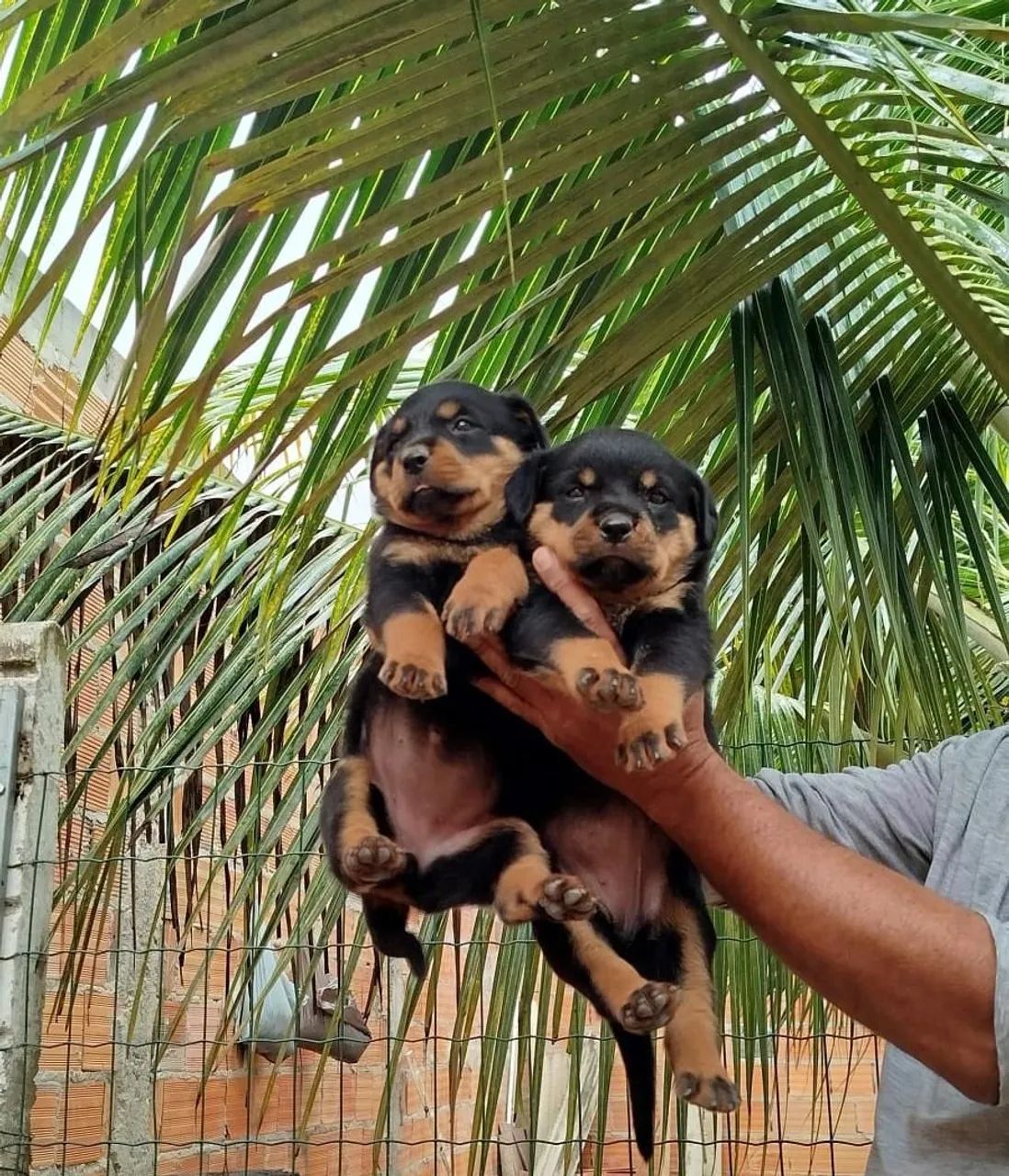 Filhotes de Rottweiller - Foto 5