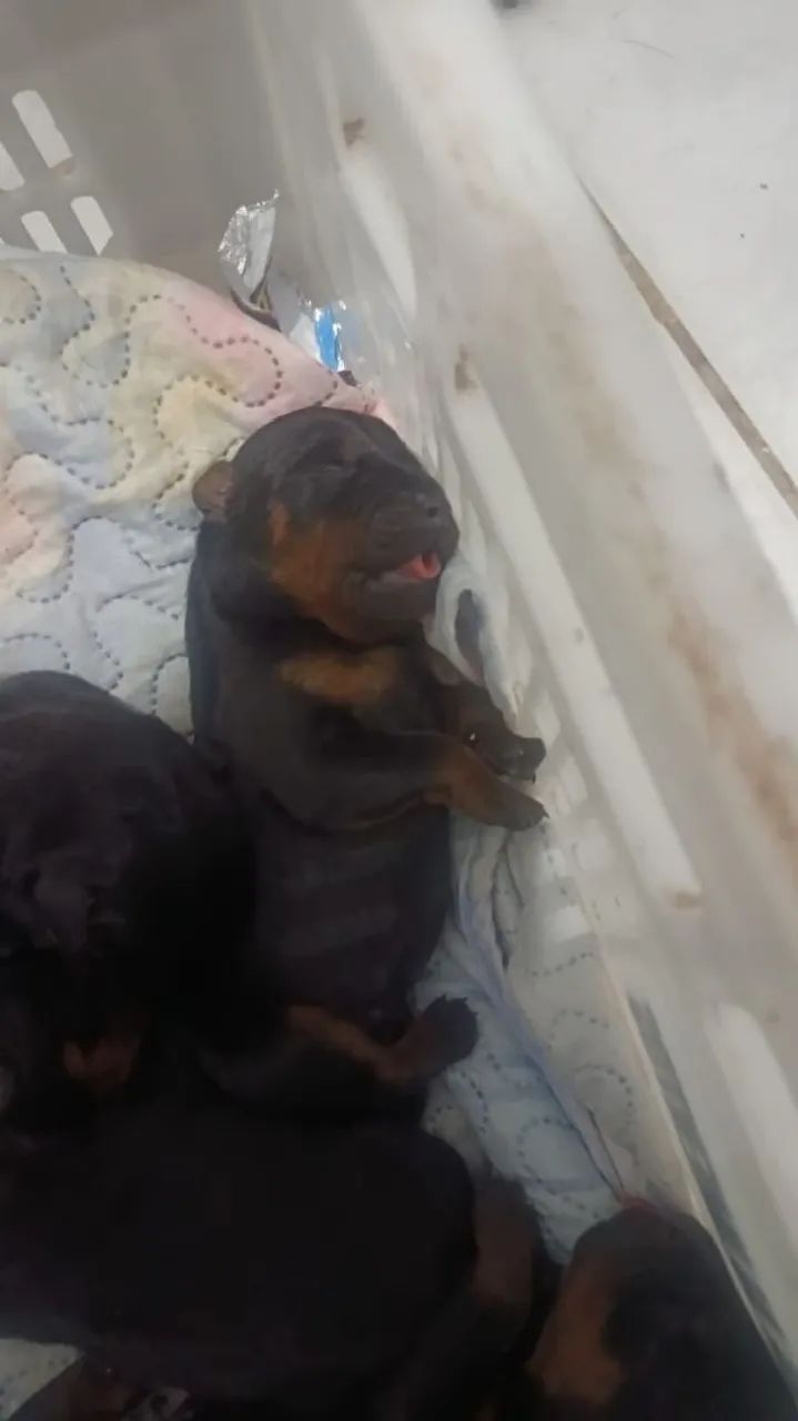Cachorro macho filhote rotwaller  - Foto 3