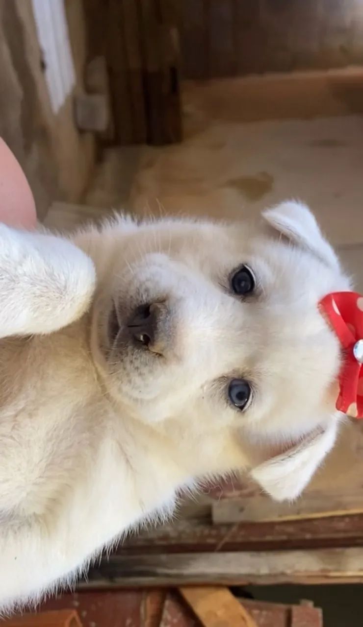 HUSKY SIBERIANO  - Foto 2