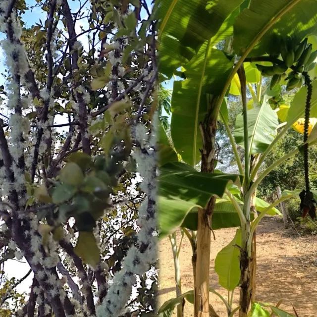 Vendo esse lindo sítio em Funilândia!  - Foto 5