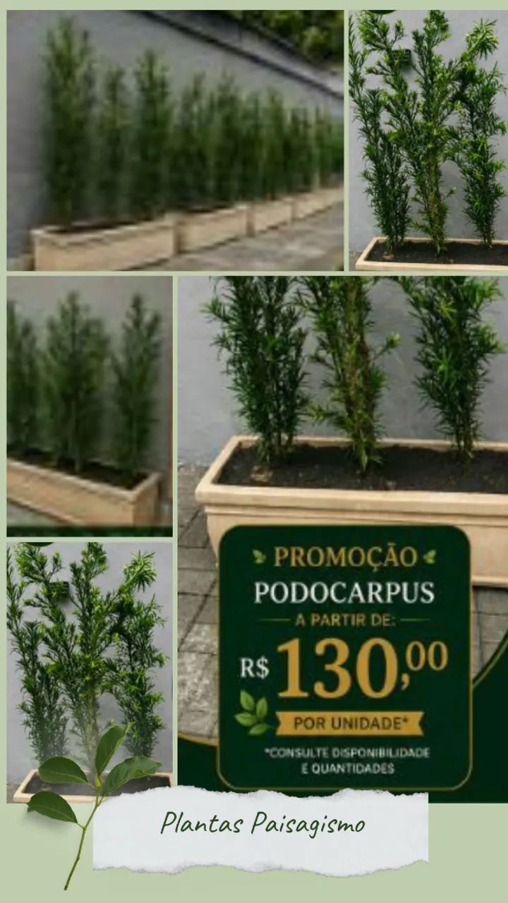 Plantas