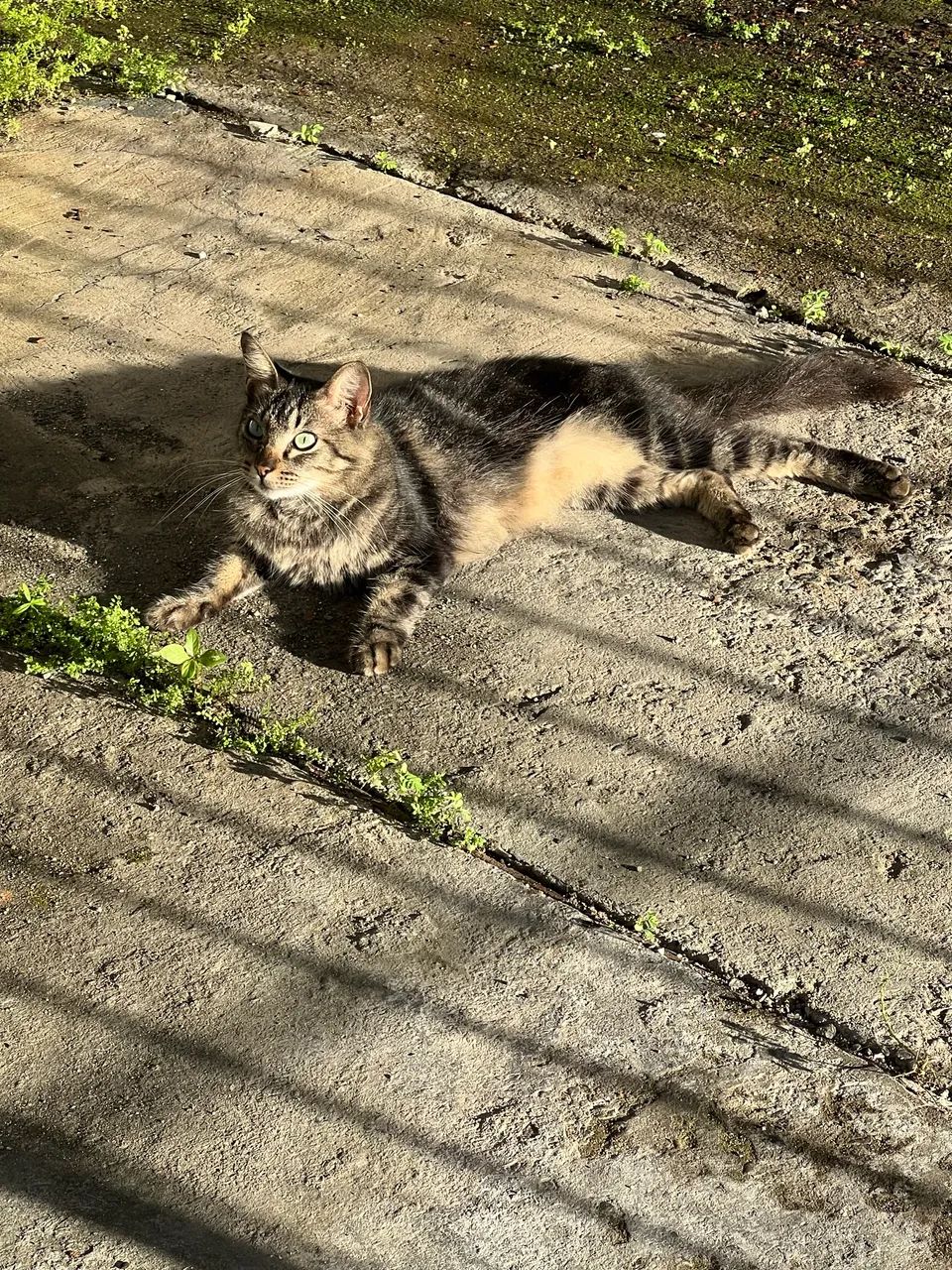 Gato para doação  - Foto 3