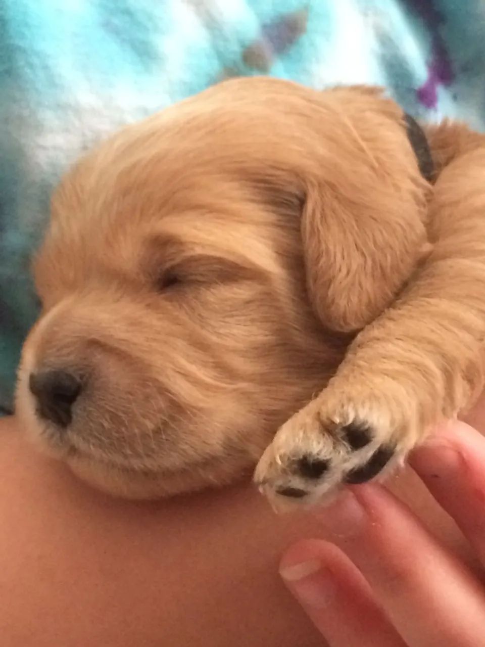 Golden retriever docil e inteligente 
