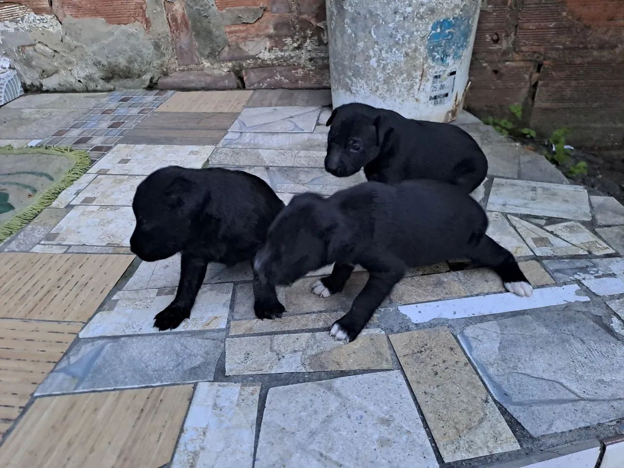 Doação Lindos filhotes misto pai labrador 