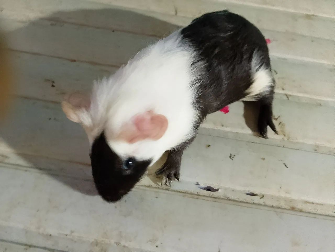 Porquinho da índia macho 