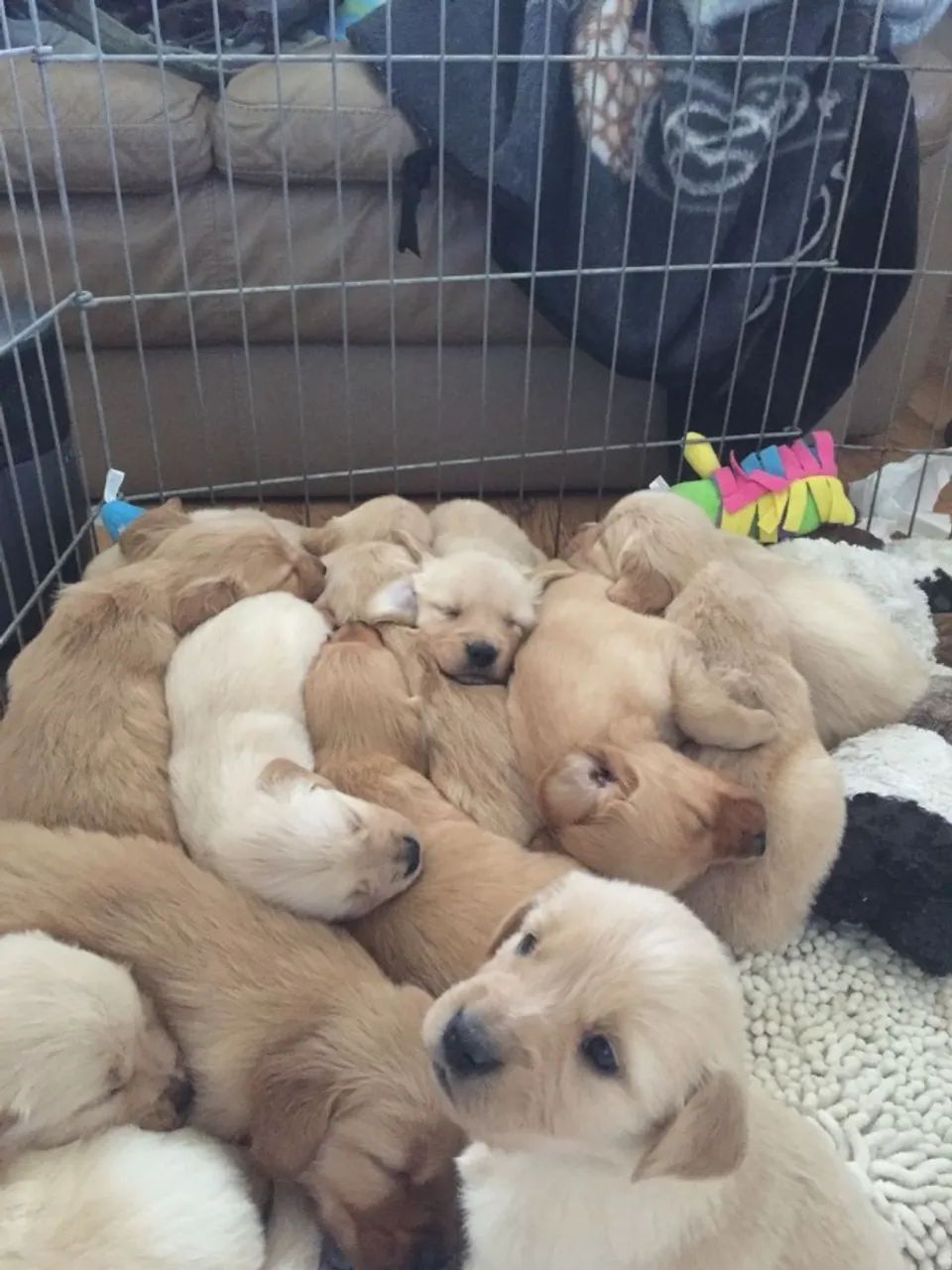 Golden Retriever Filhote com Vacinas em Dia