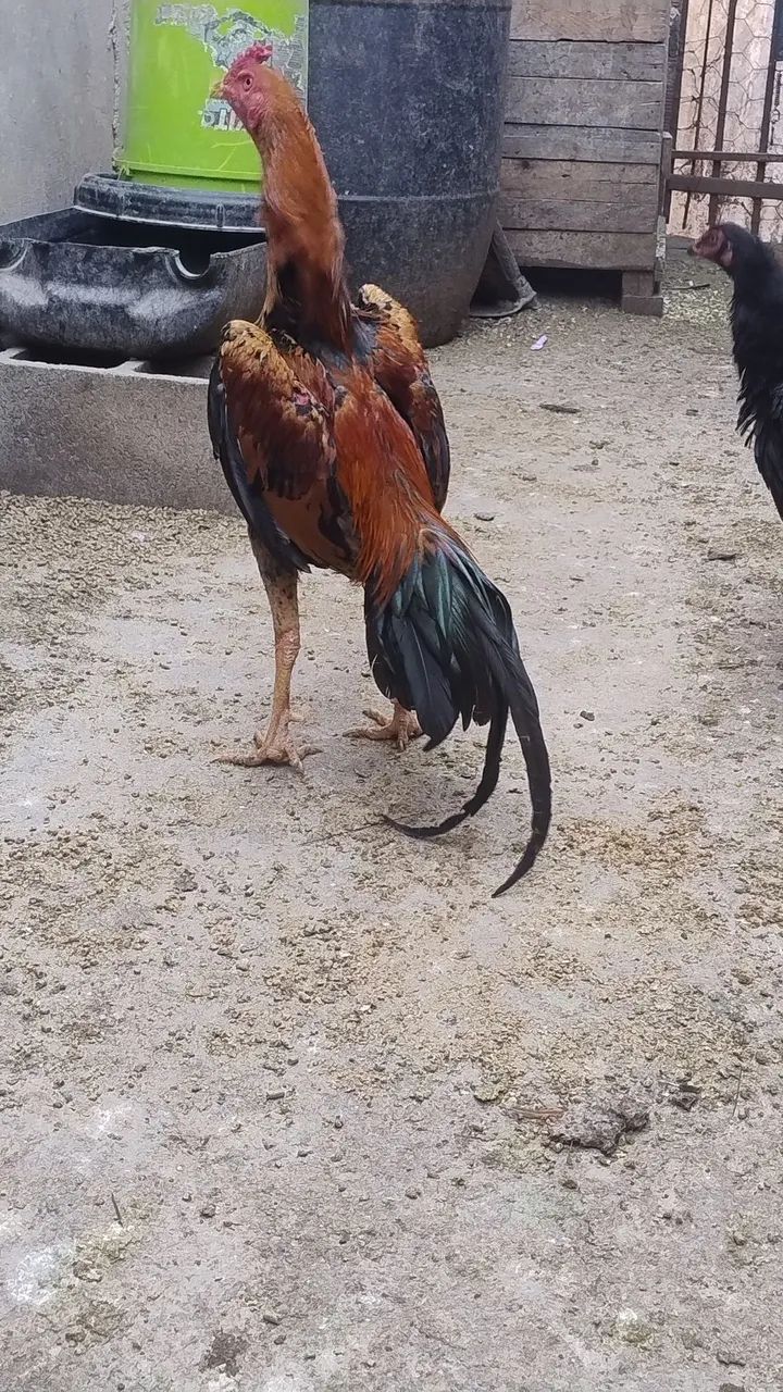 Frango índio  - Foto 2