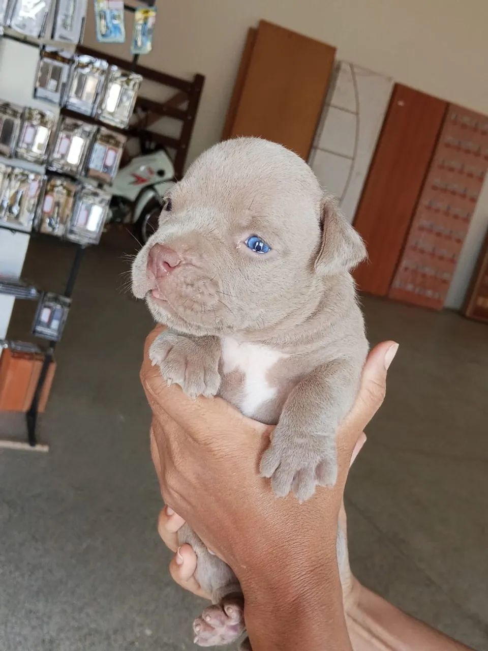 Filhotes de american bully  - Foto 3