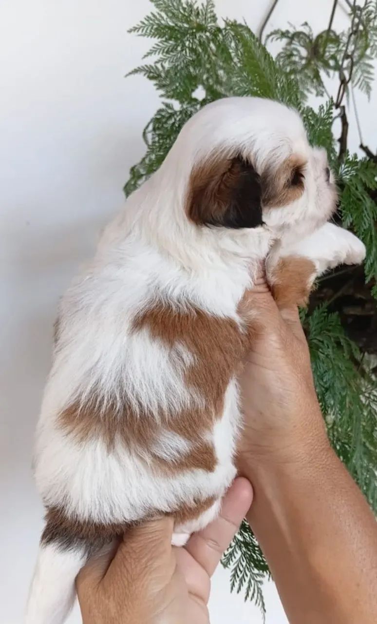 FÊMEA LHASA APSO - Foto 3
