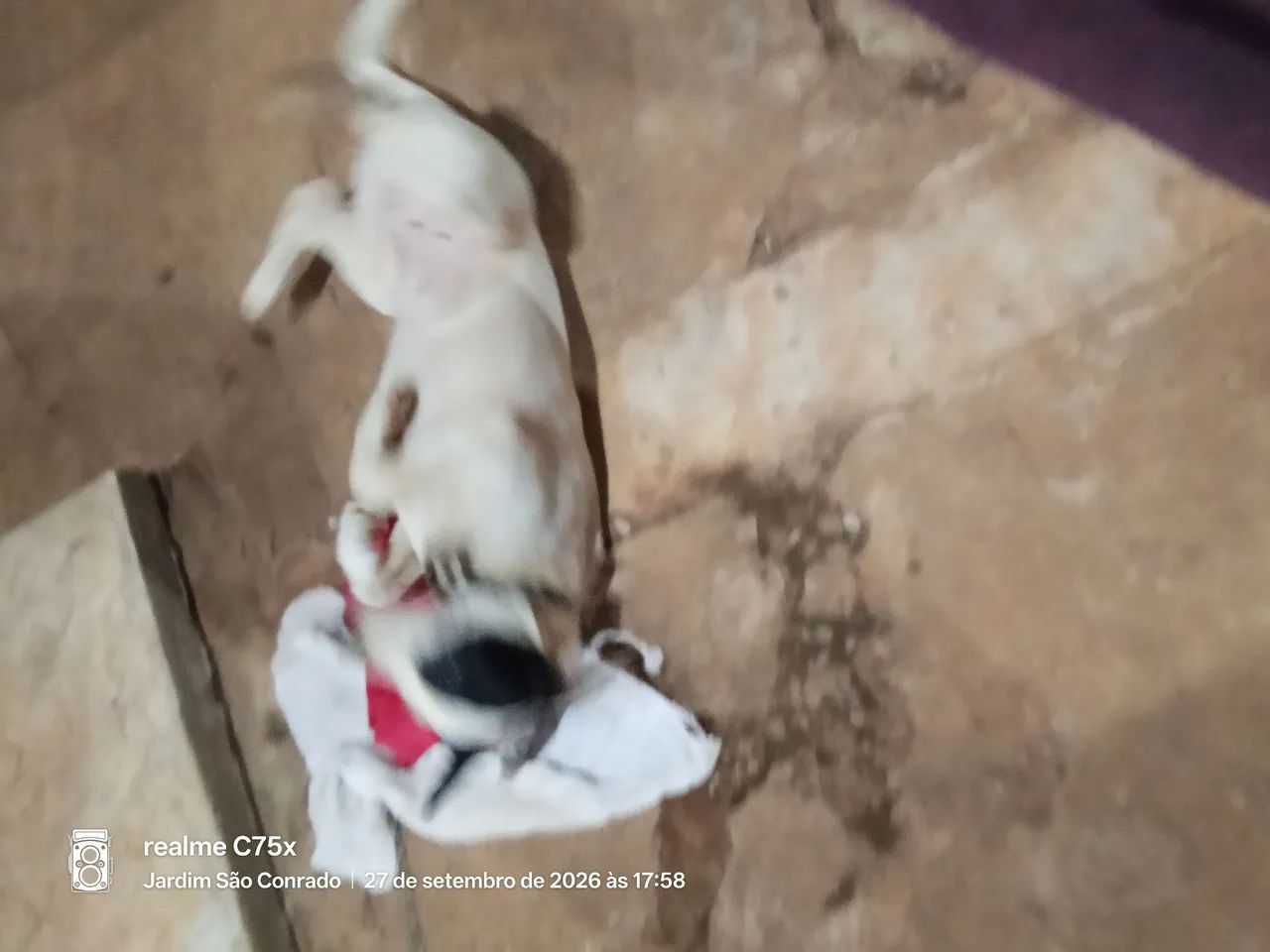 Doação está cadela  - Foto 4