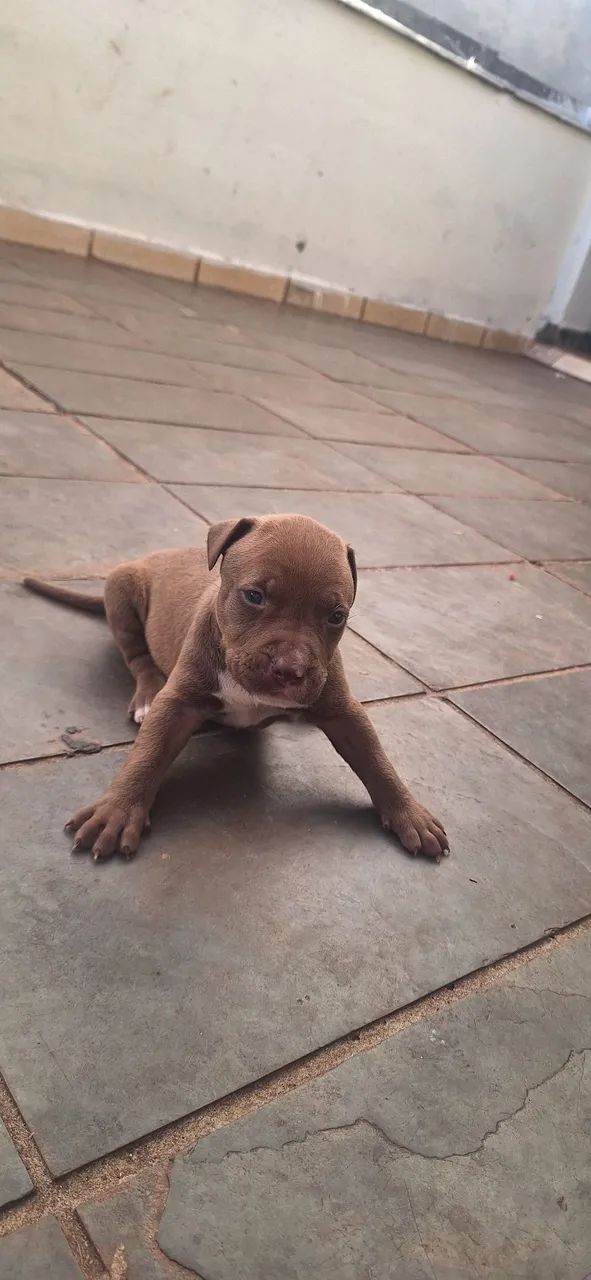 Pitbull  - Foto 3