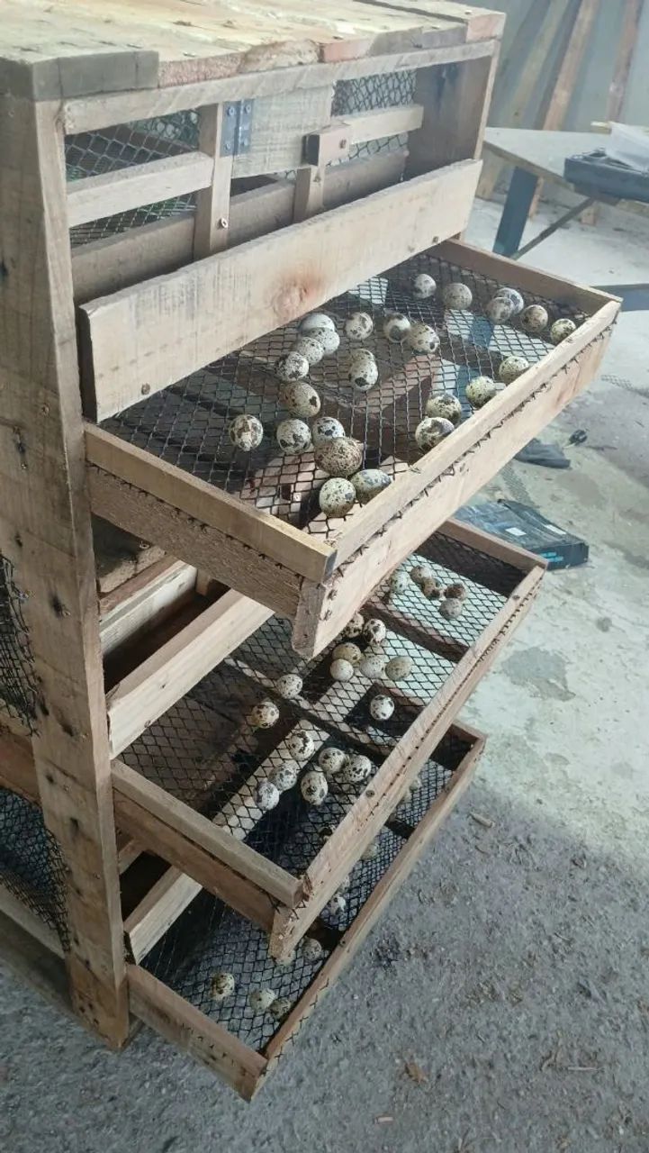 Viveiro para codornas  - Foto 5