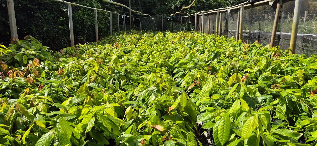 Mudas de cacau  - Foto 2