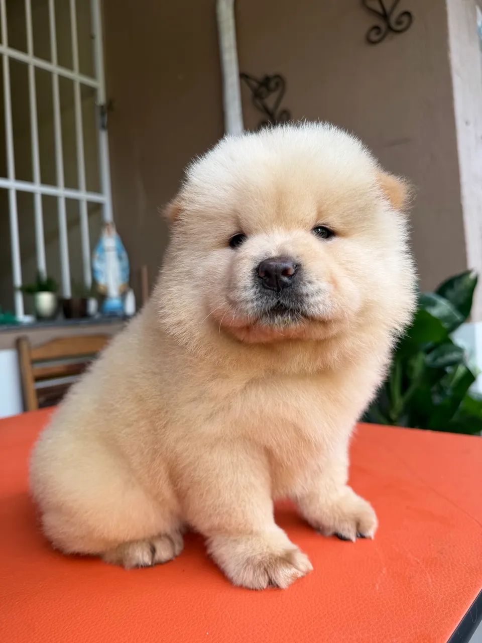 Chow chow americano  - Foto 2