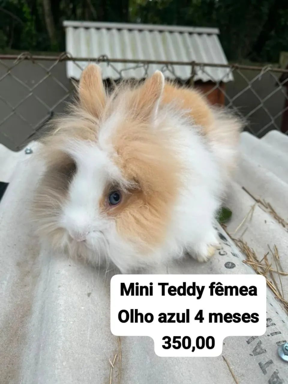 Mini coelhos  - Foto 4