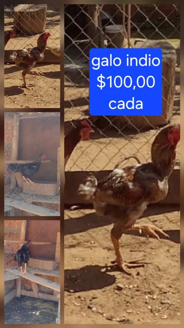 Galo indio
