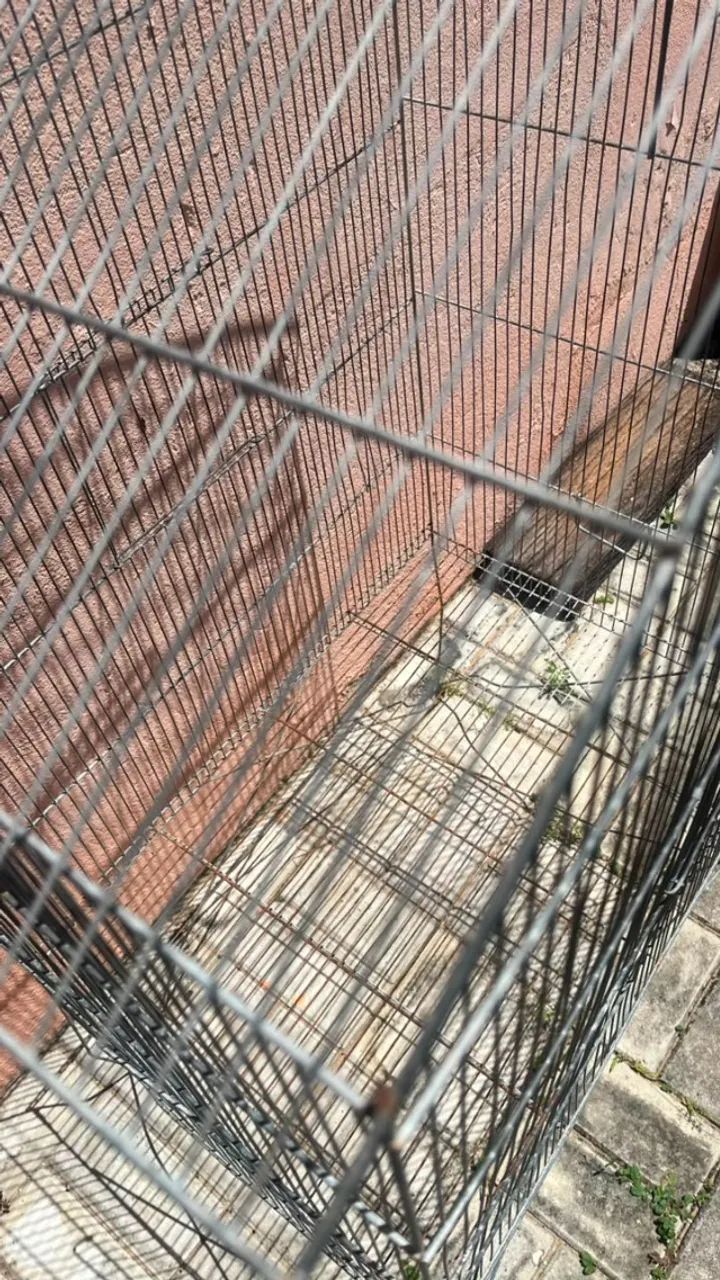 Gaiola grande para Calopsita - Foto 2