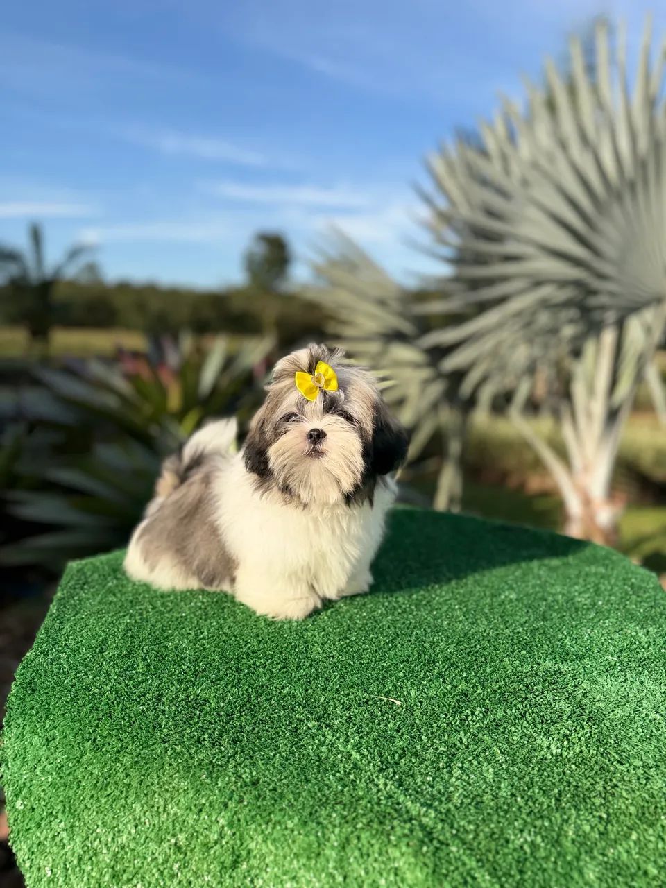 Shihtzus  - Foto 2