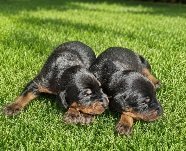 Filhotes de Doberman - Foto 3