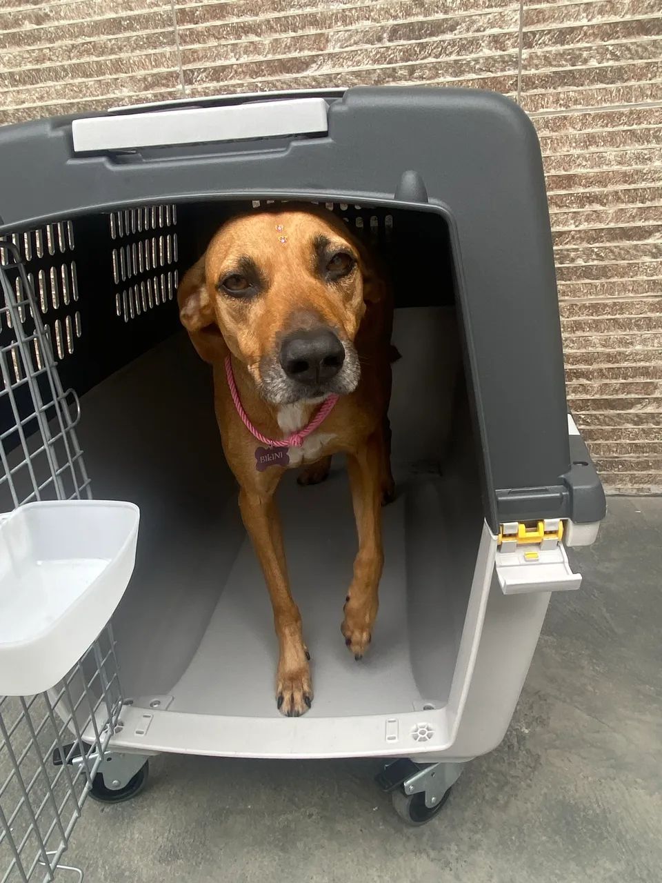 Caixa de transporte para Pet - Foto 2