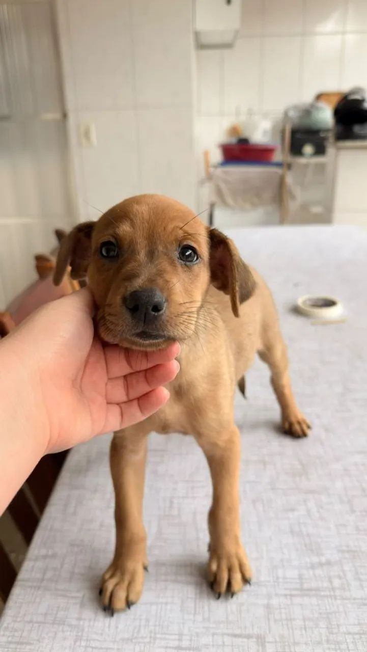 DOAÇÃO LABRADOR