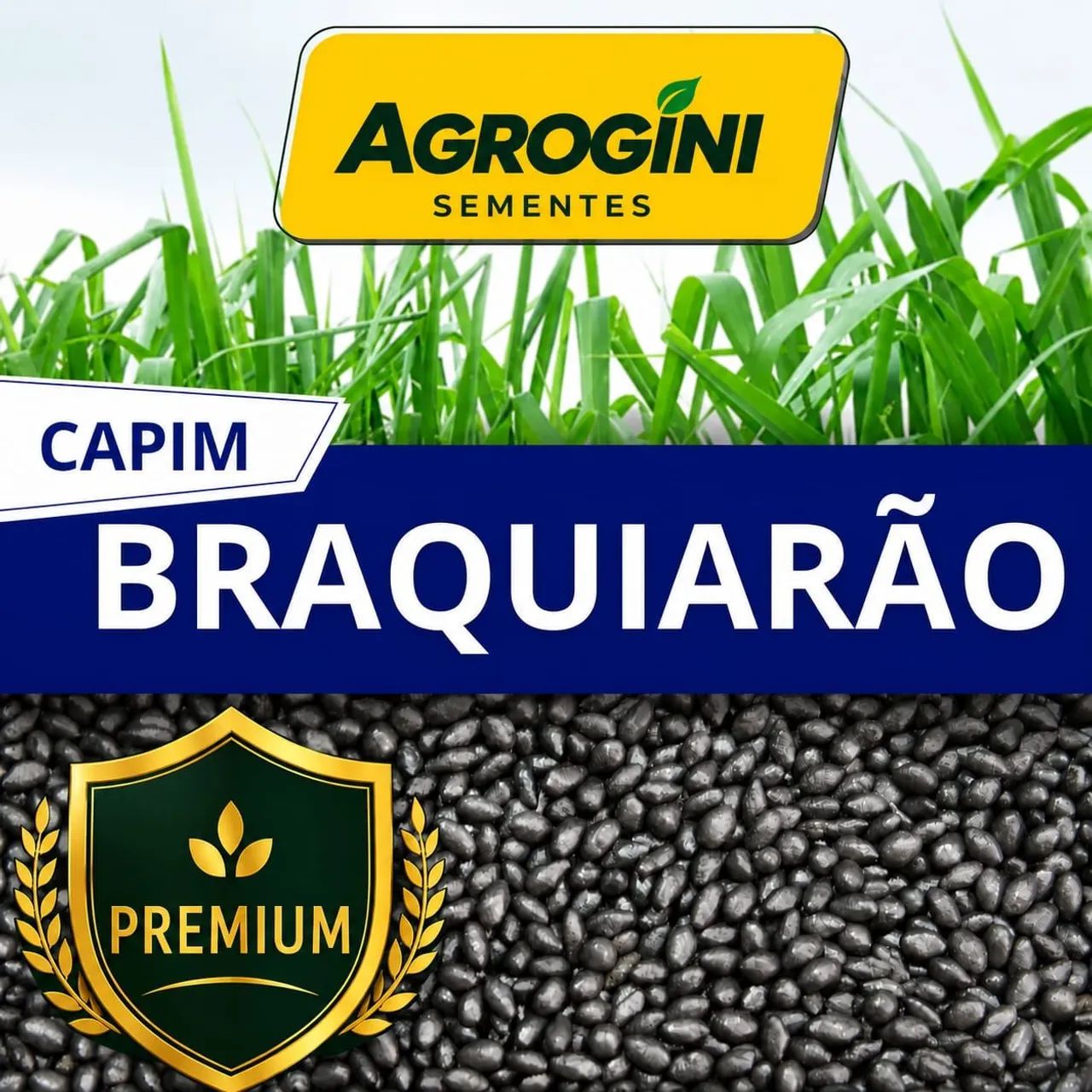 Sementes de pastagem em Geral  - Foto 4