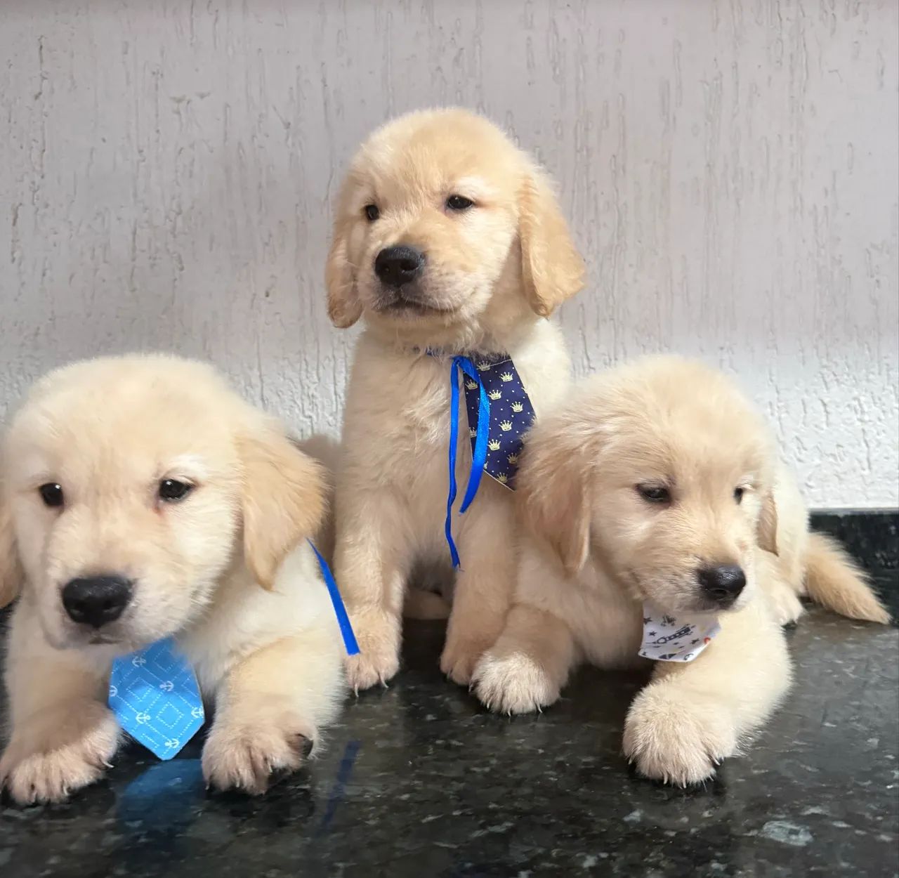 Golden retriever com pedigree ( macho ) 