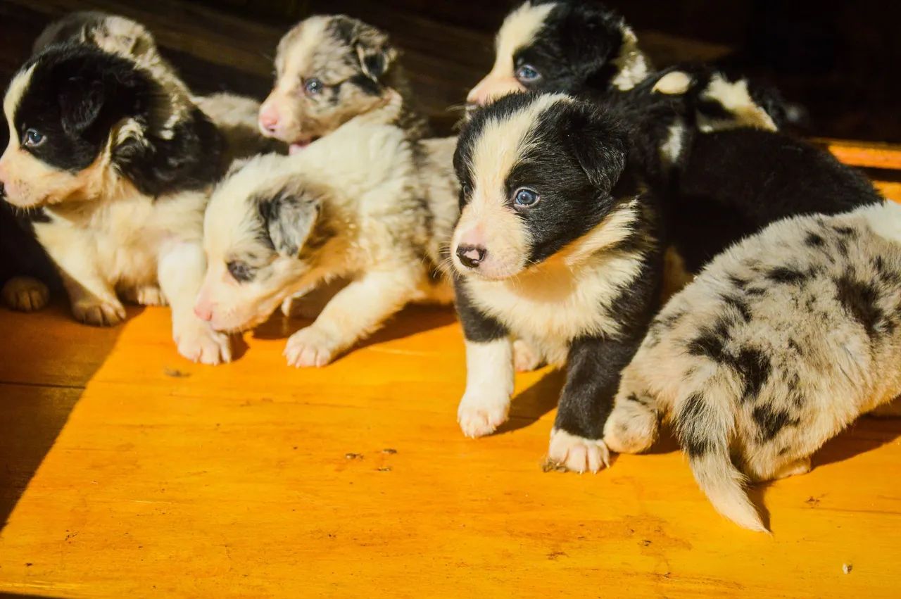 Filhotes de border collie  - Foto 3