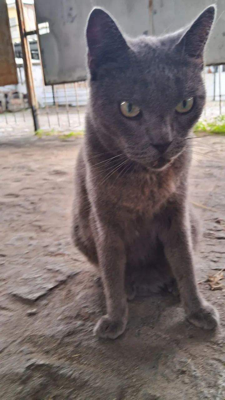 Lindos gatinhos - Foto 5