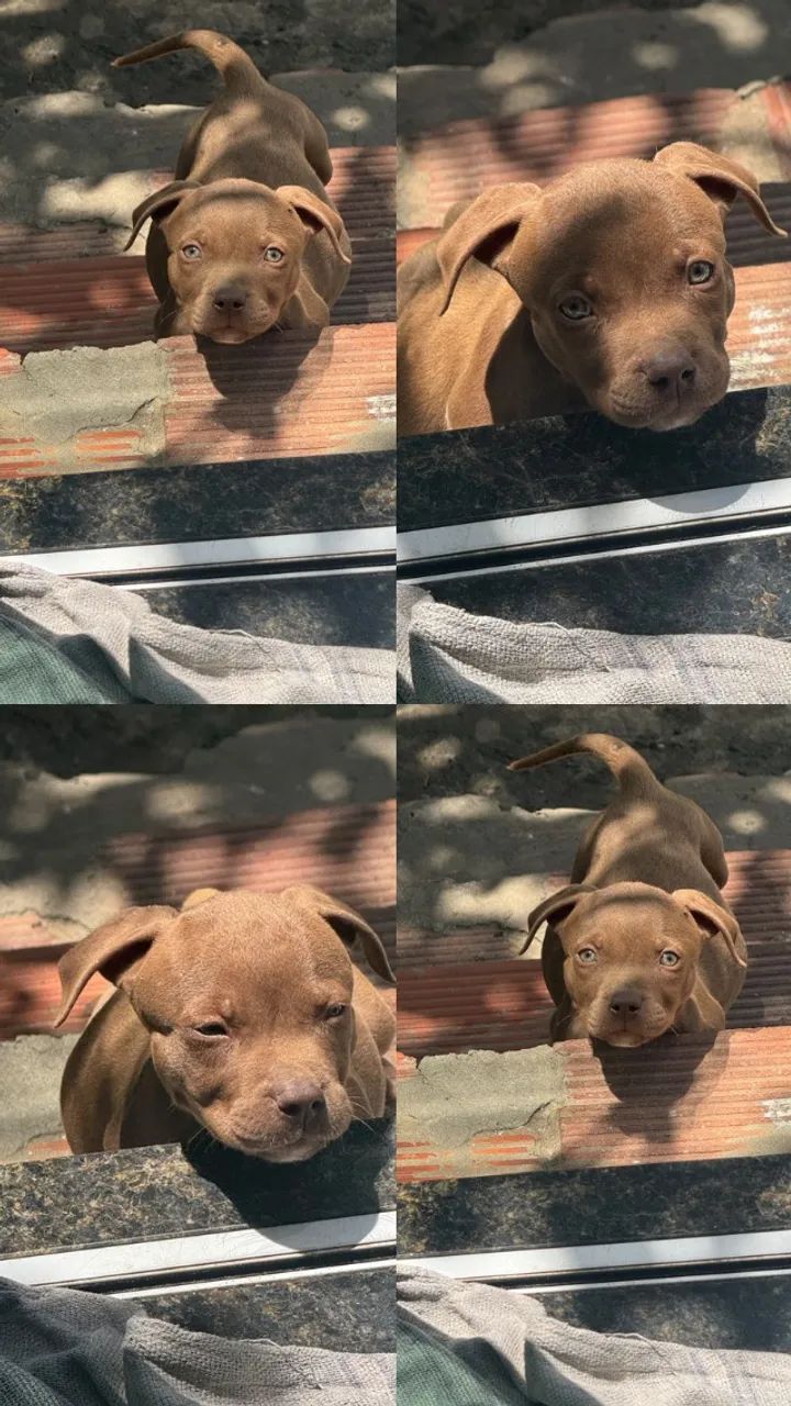 Cachorro 