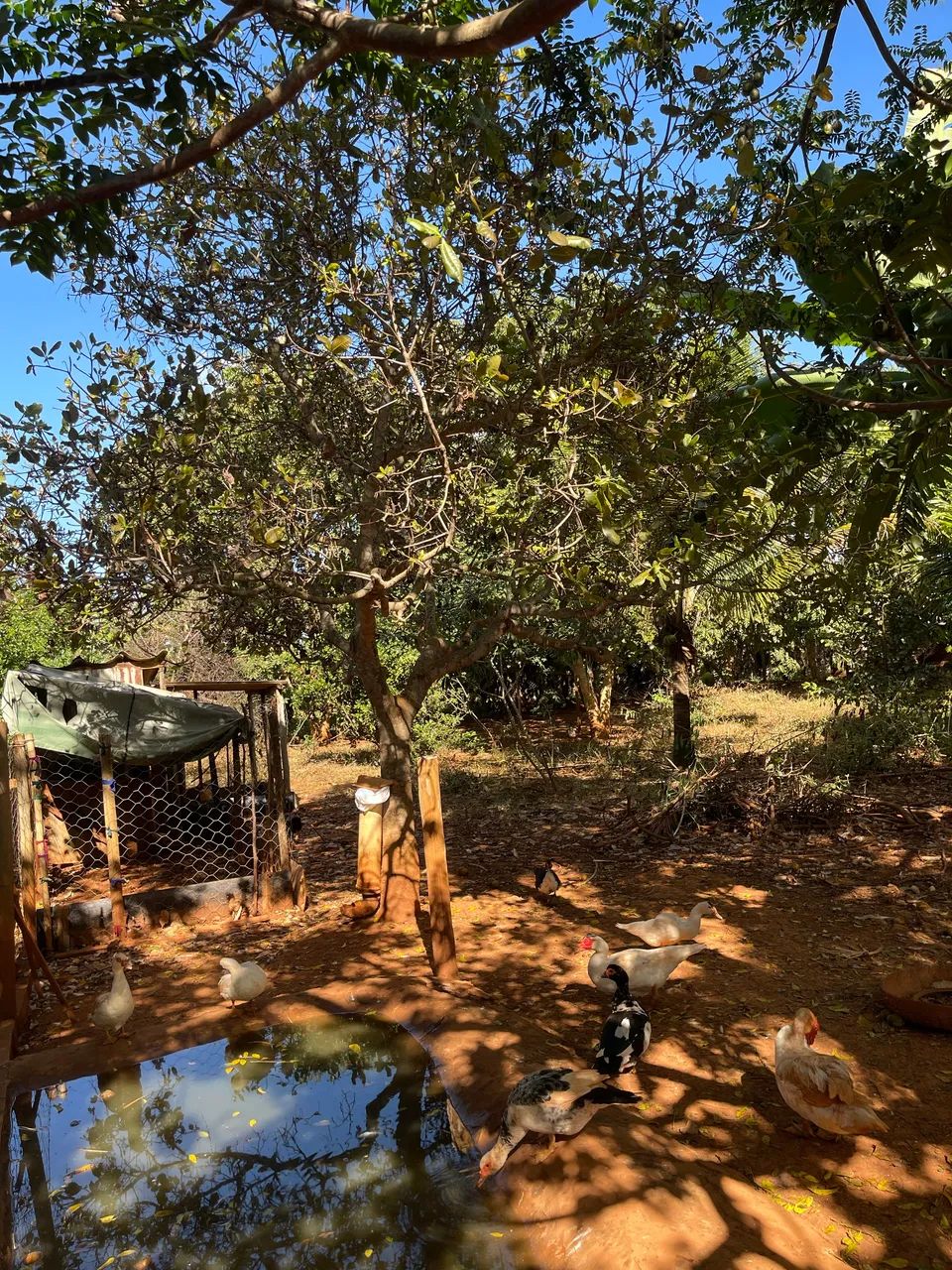 Chácara a venda(Bonfinópolis) - Foto 3