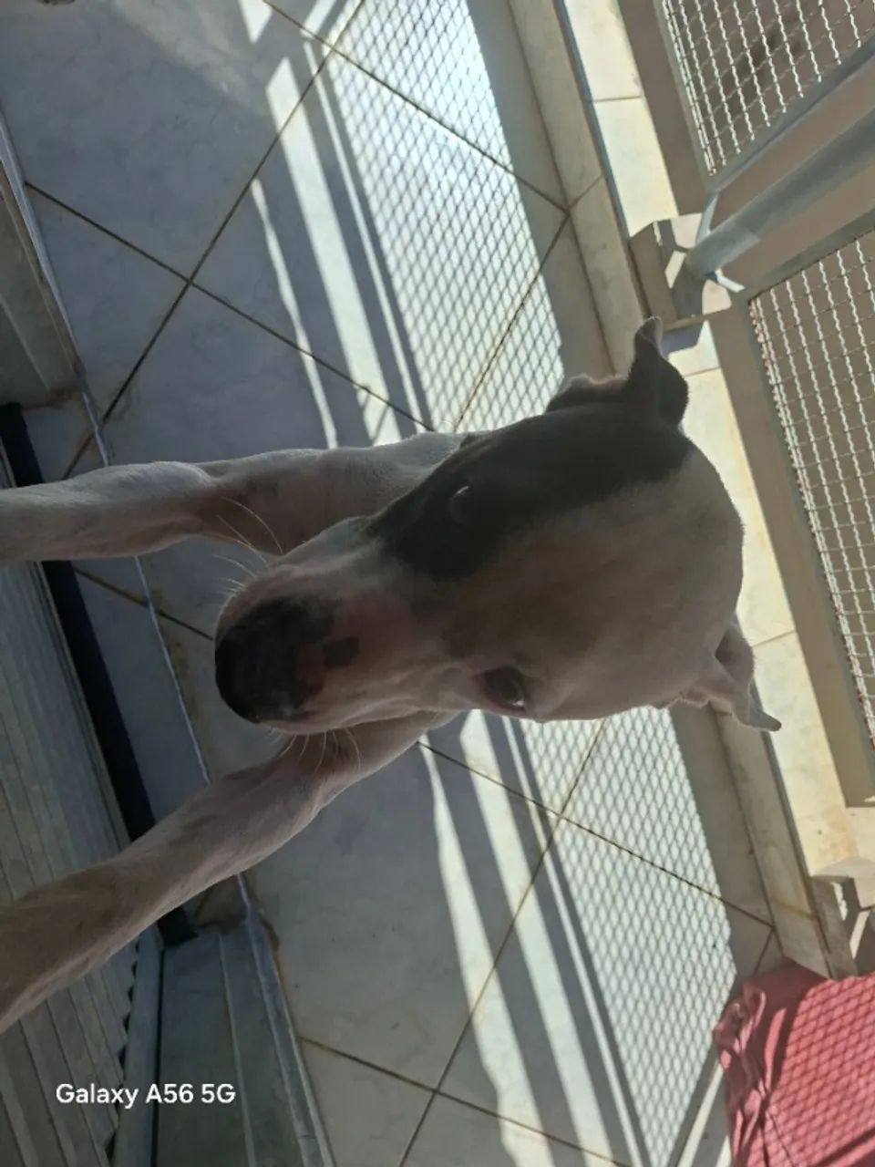 Cães 