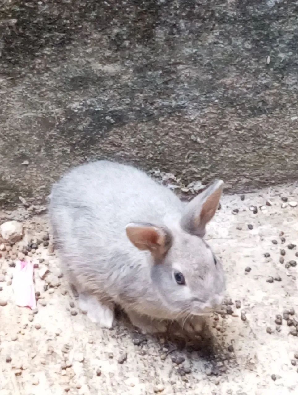 Coelho doação  - Foto 2