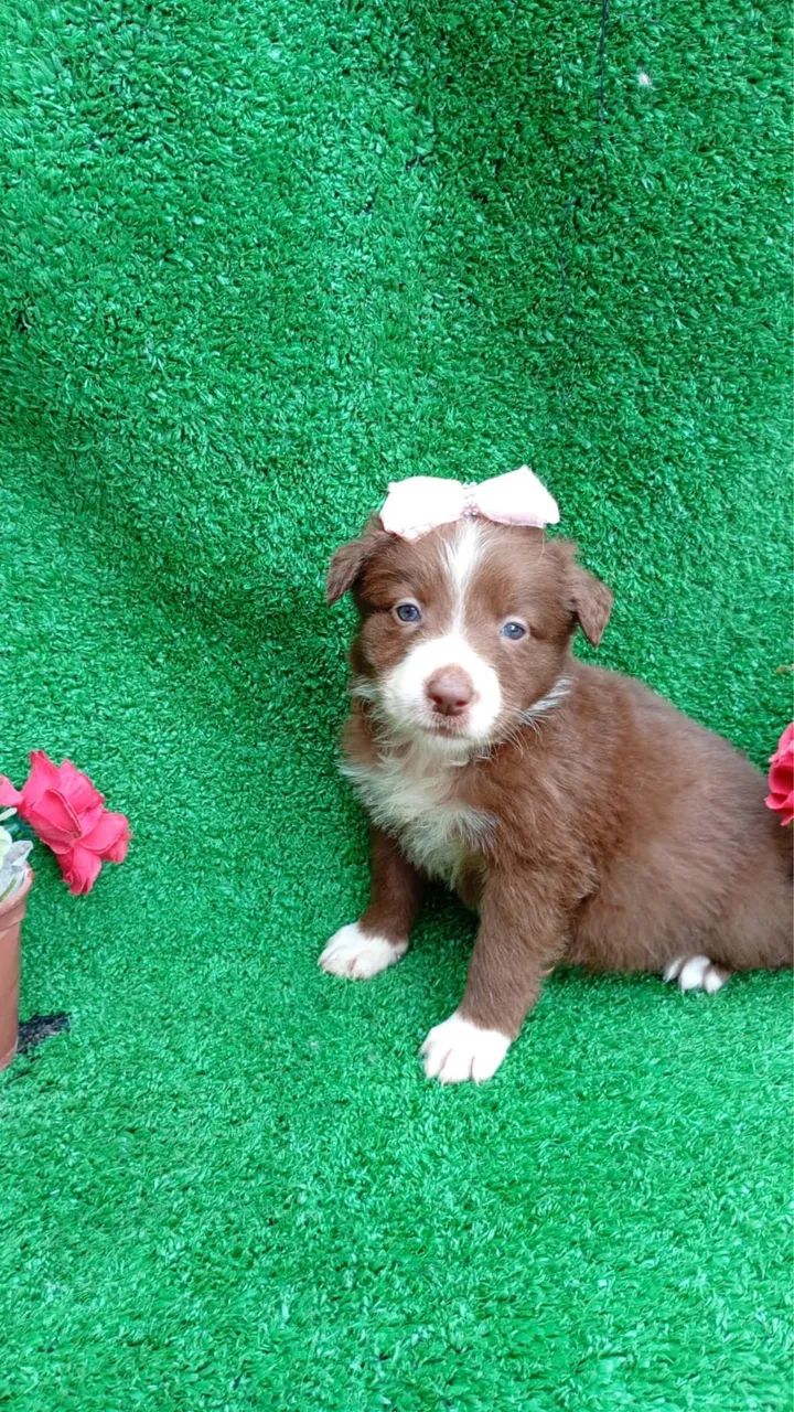 Filhote boder collie  - Foto 5