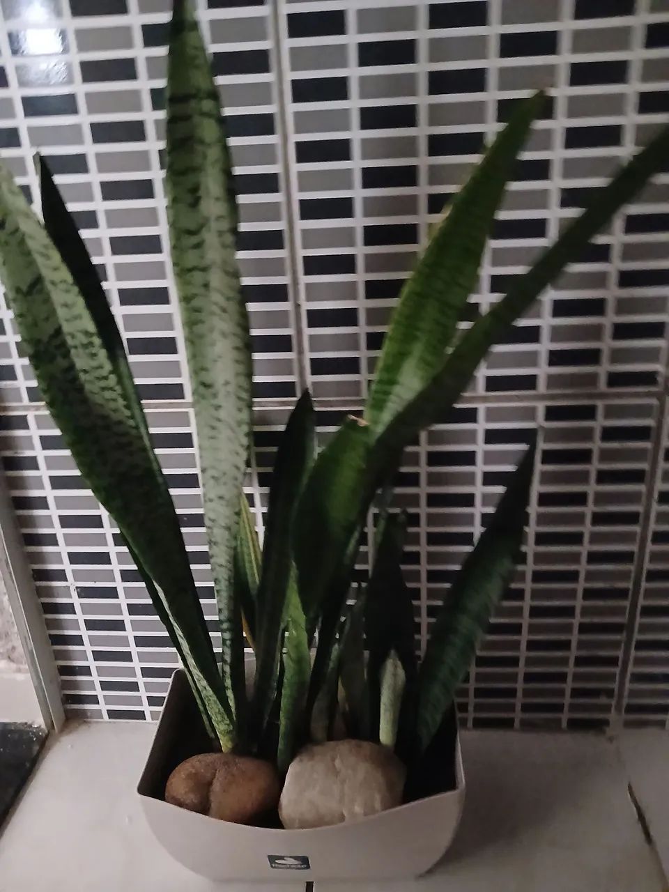 Jarro com planta espada de São Jorge  - Foto 2