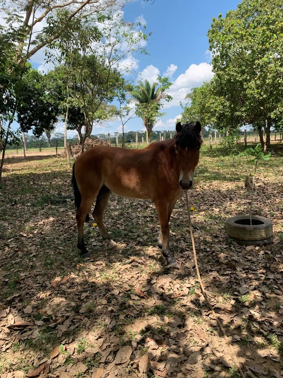 Cavalo 700 reais 
