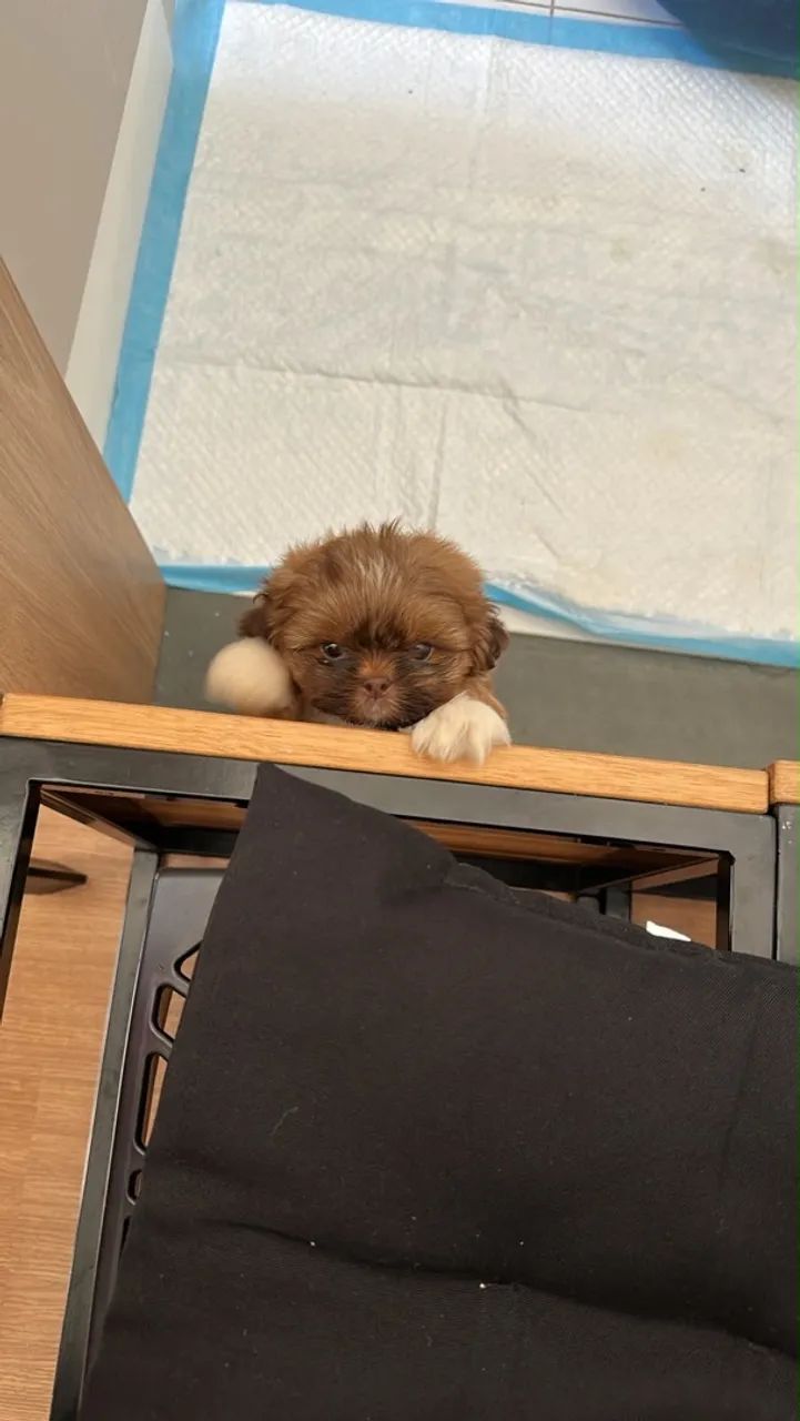 Cachorro Shih Tzu - Foto 2