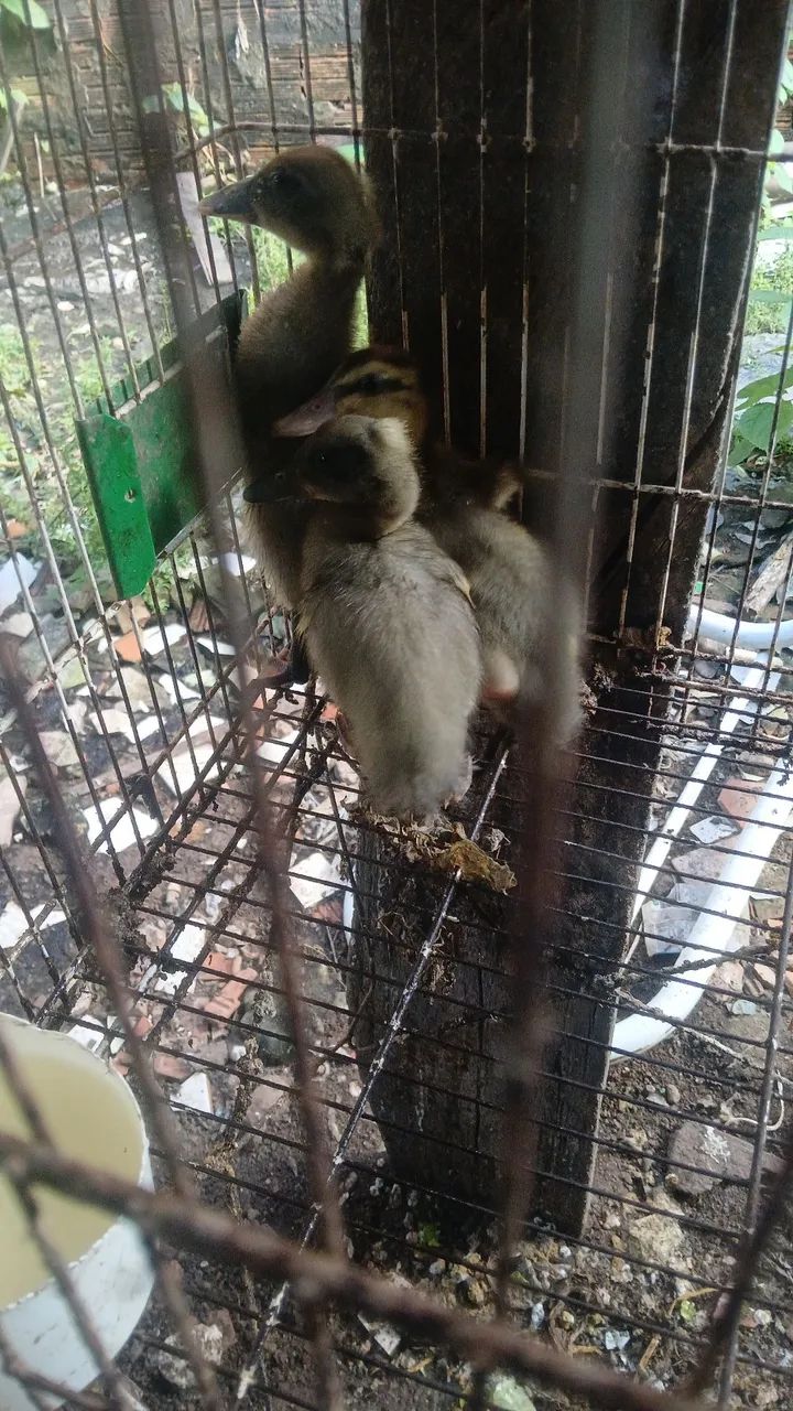 Vende-se filhotes de patos - Foto 3