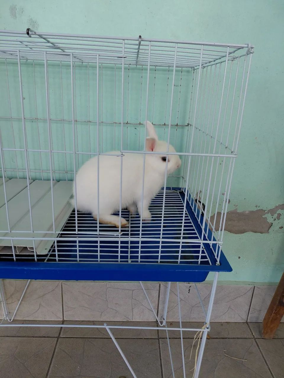 Vende mini coelho branco
