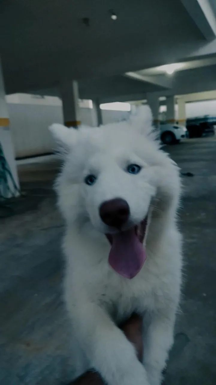 Husky Siberiano  - Foto 5
