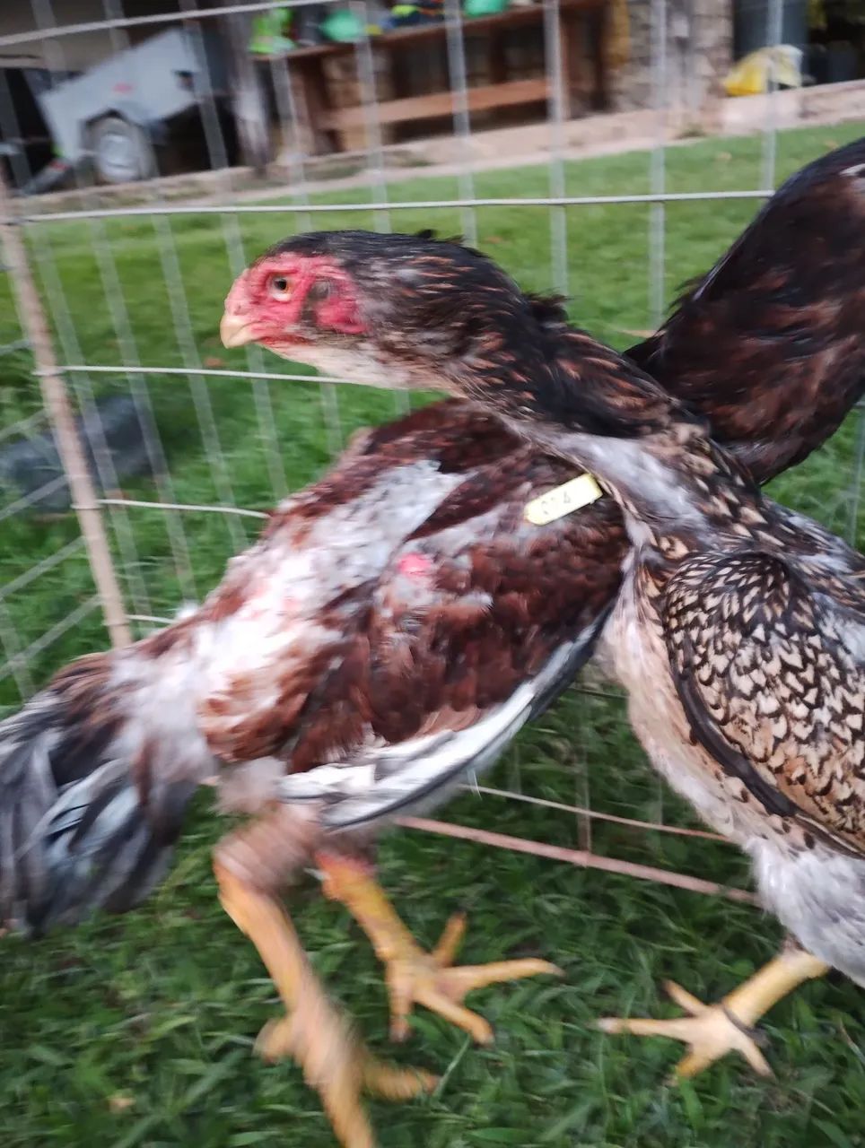  Casal de frango Calcuta  - Foto 3
